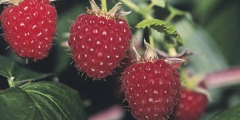 Ponos maline rusije: recenzije vrtlara